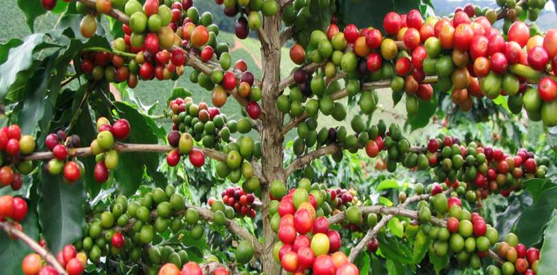 coffeebeanplant